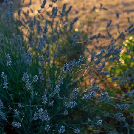 בית כפרי Trullo Dimora Podere Papilio