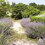 Trullo Dimora Podere Papilio ノーチ